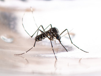 asian tiger mosquito aedes albopictus dengue zi 2023 11 27 05 28 29 utc