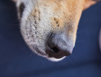 cute red dog nose close up background 2023 11 27 05 09 41 utc v2