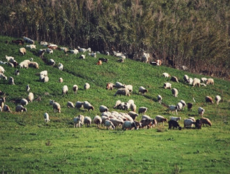 flock of sheep and goats 2023 11 27 04 56 55 utc