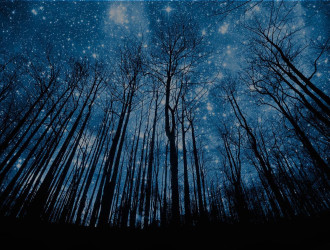 Banner 07 Trees Stars