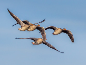 migrating greylag geese 2021 08 26 16 37 56 utc 1 resized 1