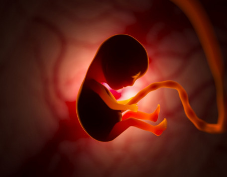 the development of a human embryo inside the womb 2022 02 05 02 31 08 utc