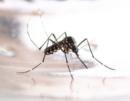 asian tiger mosquito aedes albopictus dengue zi 2023 11 27 05 28 29 utc