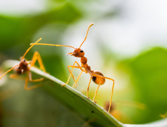 red ant green tree ant weaver ant 2023 11 27 05 20 48 utc 1
