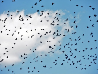 Birds 1