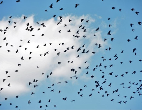 Birds 1
