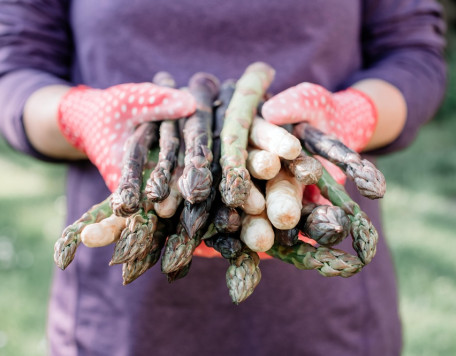 asparagus sprouts in hands of a farmer 2025 02 21 17 52 17 utc min min