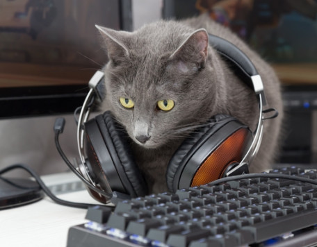 cat with headphones listening to music 2022 11 15 03 05 35 utc 3