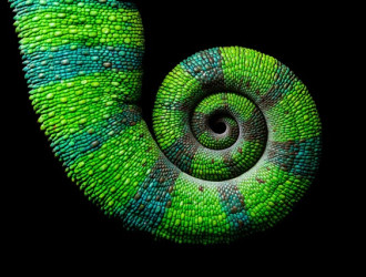 chameleon reptile pet coloured colours 2025 01 05 16 35 37 utc Moyenne v2