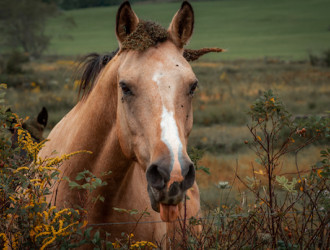cheval1