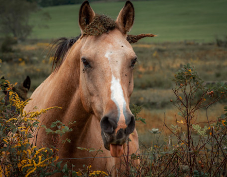 cheval1