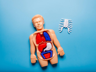 concept of learning human anatomy with body system 2025 01 09 09 01 36 utc