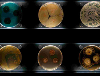 different types of bacteria mold and fungi in pet 2024 12 02 10 36 30 utc