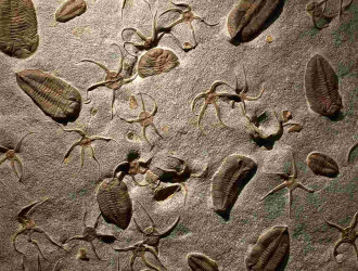fossils embedded in rock 2023 11 27 05 37 12 utc