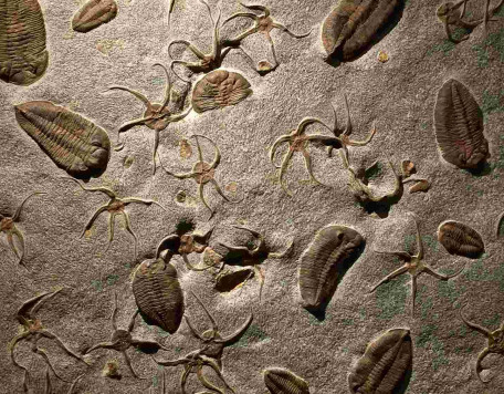 fossils embedded in rock 2023 11 27 05 37 12 utc