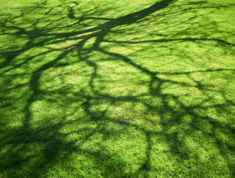 green lawn with tree shadow at sunlight 2025 03 17 05 19 19 utc 1