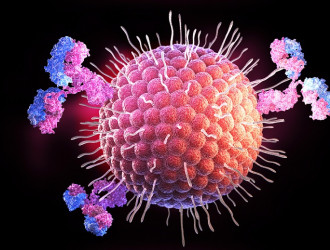 herpes virus and antibodies 2024 12 04 22 27 10 utc
