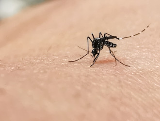 mosquito bite 2022 11 16 17 30 51 utc 1