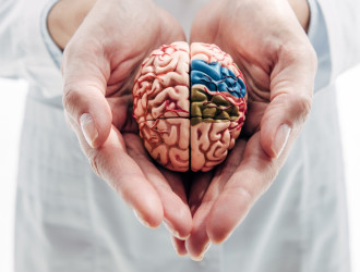 panoramic shot of doctor holding model of brain