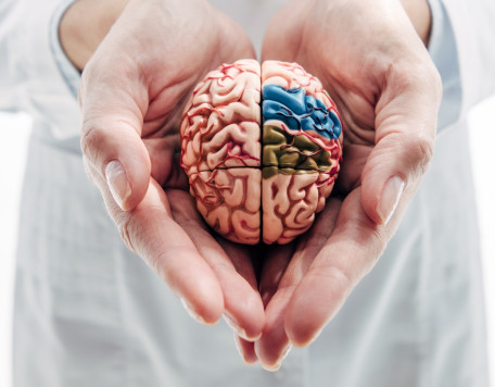 panoramic shot of doctor holding model of brain