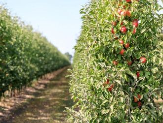 picture of ripe apples in garden ready for harvest 2023 11 27 05 29 05 utc min