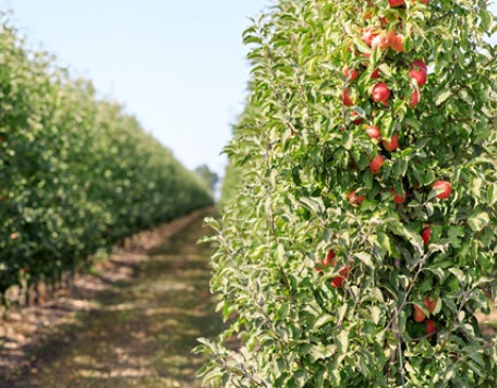 picture of ripe apples in garden ready for harvest 2023 11 27 05 29 05 utc min