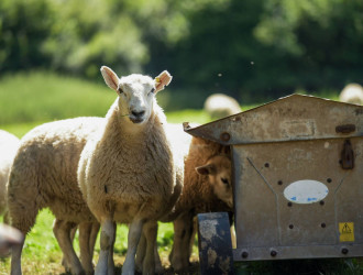 sheep and lambs in lush green field in summer time 2025 02 10 06 27 33 utc