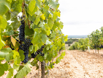 vineyard at harvest time 2025 01 09 08 32 59 utc 1