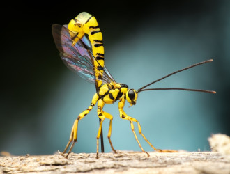 yellow wasp 2025 01 07 09 51 30 utc