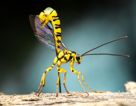 yellow wasp 2025 01 07 09 51 30 utc