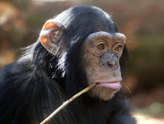 young chimpanzee 2025 03 06 22 04 20 utc 720