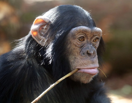 young chimpanzee 2025 03 06 22 04 20 utc 720