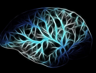 brain 2676370 960 720