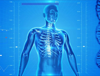 human skeleton 163715 640