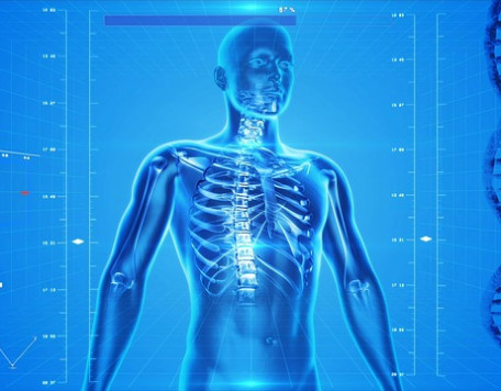 human skeleton 163715 640