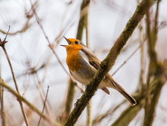 bird g6efdb2c81 640