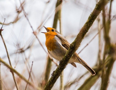bird g6efdb2c81 640
