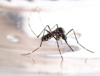 asian tiger mosquito aedes albopictus dengue zi 2023 11 27 05 28 29 utc 1
