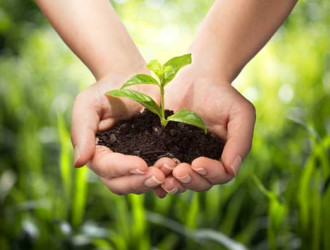 Earth 16 Sapling